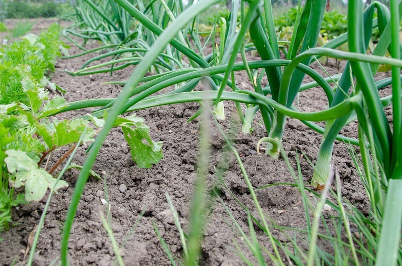 Raised Garden Beds