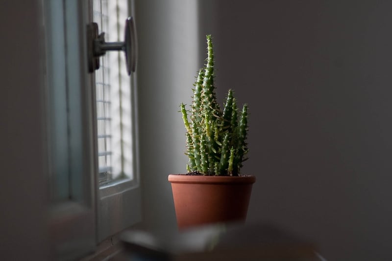 Terra Cotta Pots